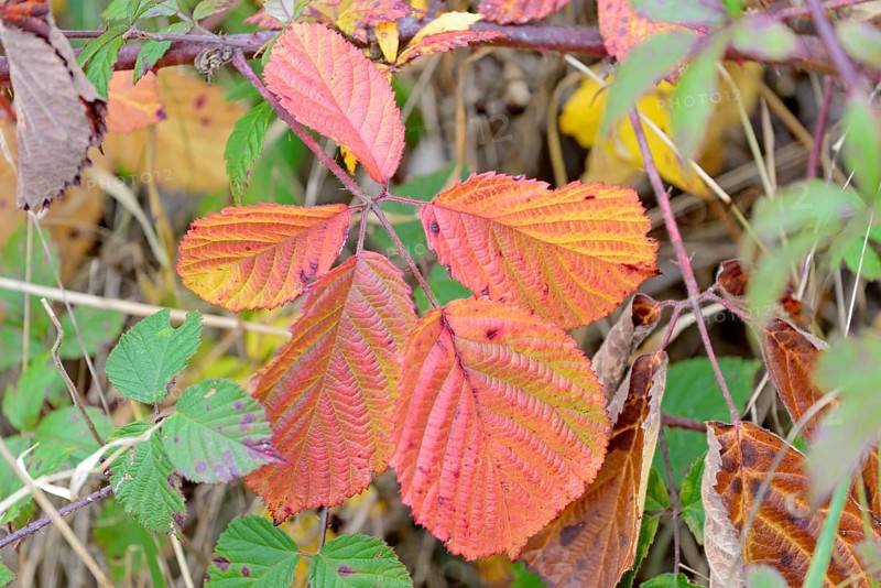 Blackberry (Rubus sect. Rubus), leaves with autumn colouring, Moselle, Rhineland-Palatinate, Germany, Europe