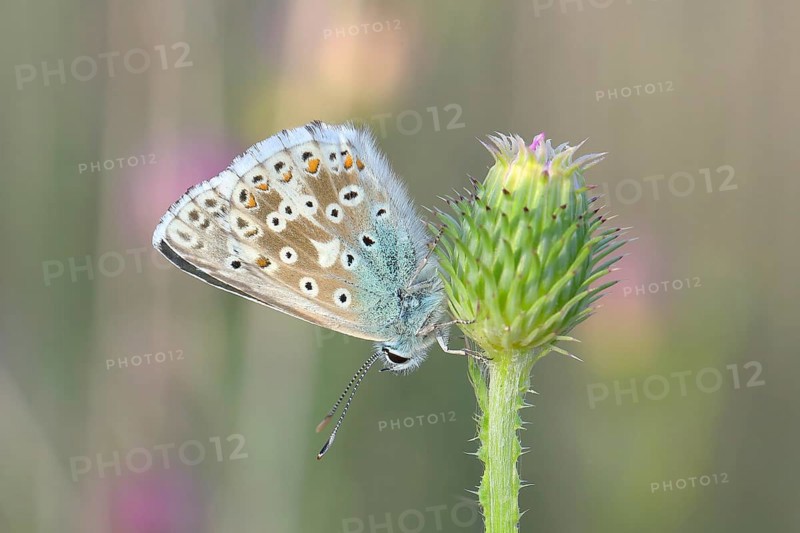 Silver-green blue (Lysandra coridon) Underside Other animals, Insects, Butterflies, Animals, Bad Neustadt an der Saale, Bavarian Rhön nature park Park, Bavaria, Germany, Europe