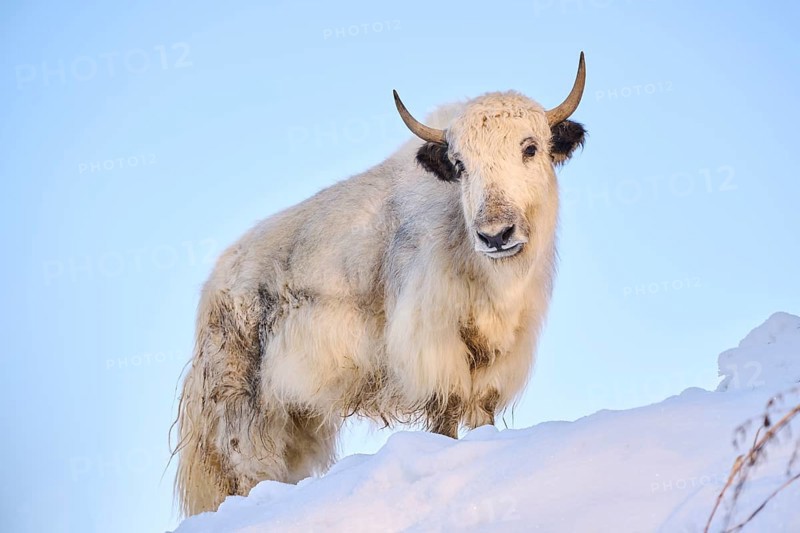 Domestic yak (Bos grunniens) on a snowy meadow in the mountains in tirol, Kitzbühel, Wildpark Aurach, Austria, Europe