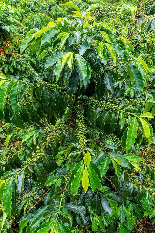 Coffee bushes and beans, Coffee farm Hacienda Venecia, Zona Cafetera, Colombia, South America