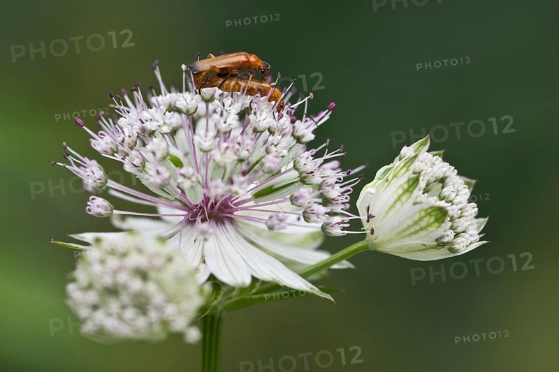 Common red soldier beetle (Rhagonycha fulva) on starthistle (Astrantia major), Emsland, Lower Saxony, Germany, Europe