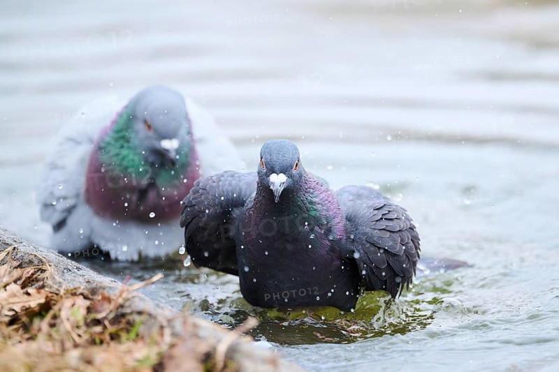 Feral pigeons (Columba livia domestica) taking a bath in the water at the shore of a little pont, Bavaria, Germany Europe