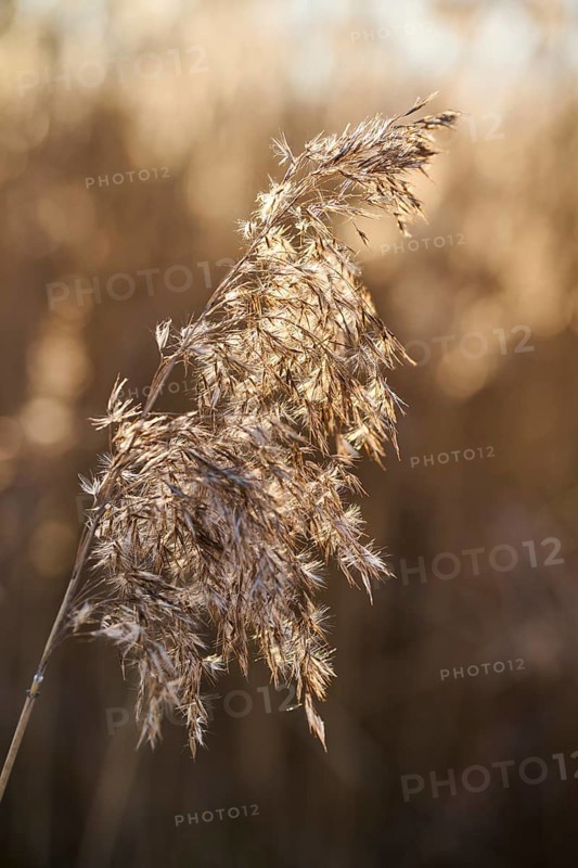 Common reed (Phragmites australis) seeds, detail, Upper Palatinate, Bavaria, Germany, Europe