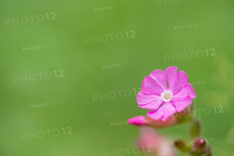 Close-up, Red campion (Silene dioica), Deister, Calenberger Bergland, Schaumburg, Hameln-Pyrmont, Hannover Region, Germany, Europe