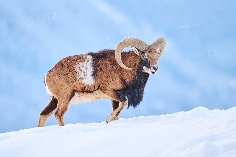European mouflon (Ovis aries musimon) ram on a snowy meadow in the mountains in tirol, Kitzbühel, Wildpark Aurach, Austria, Europe