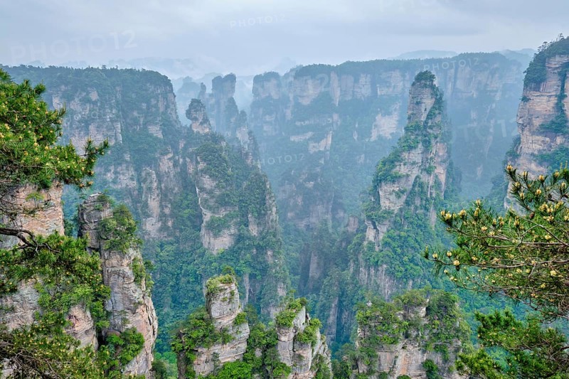 Famous tourist attraction of China, Zhangjiajie stone pillars cliff mountains in fog clouds at Wulingyuan, Hunan, China, Asia