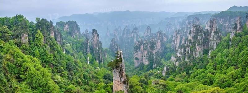 Famous tourist attraction of China, Panorama of Zhangjiajie stone pillars cliff mountains in fog clouds at Wulingyuan, Hunan, China, Asia