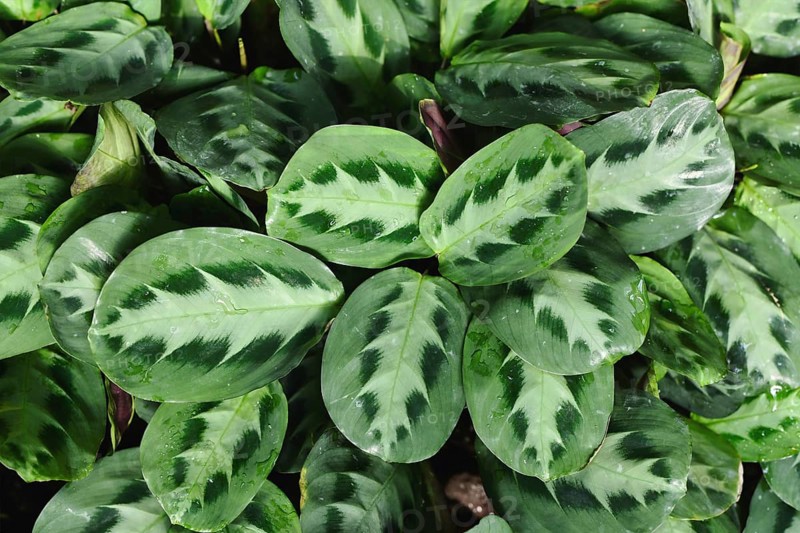 Top view of tropical 'Maranta Cristata Bicolor' house plants with leaves with unique dark and light stripe pattern