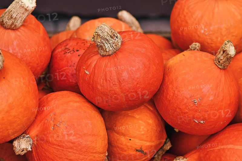 Pile of many red Kuri Hokkaido squashes