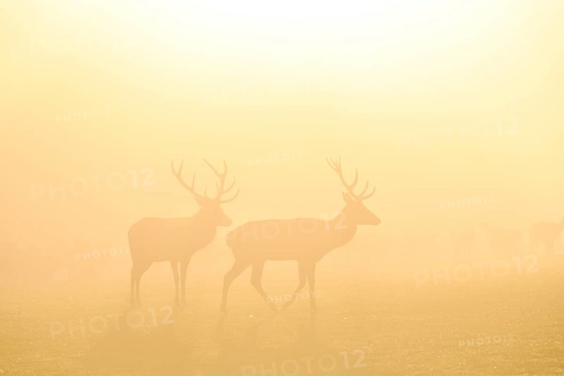 Red deer (Cervus elaphus) in the rut, male, captive, morning mood, Rhodes, Département Moselle, Lorraine, France, Europe