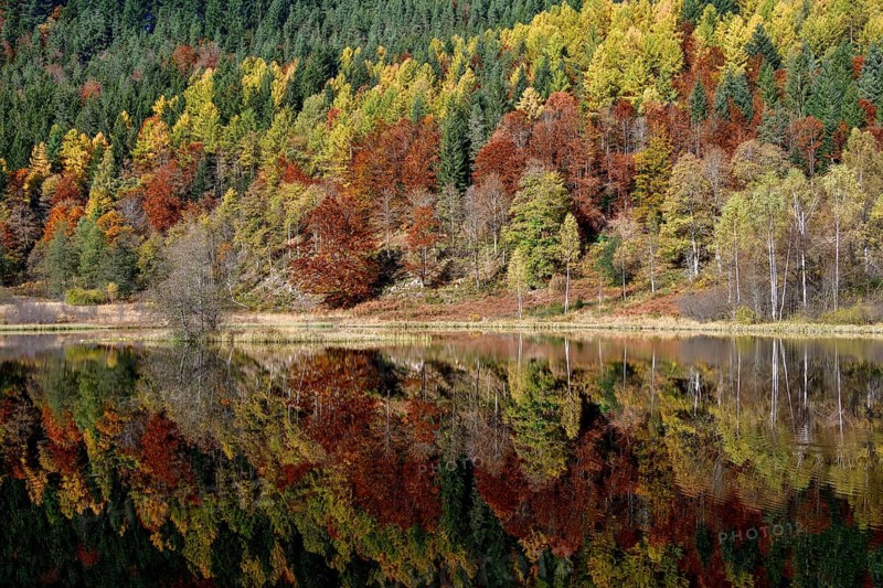 Trees reflected in the Sankenbachsee, Karsee, autumn, near Baiersbronn, Freudenstadt district, Black Forest, Baden-Württemberg, Germany, Europe