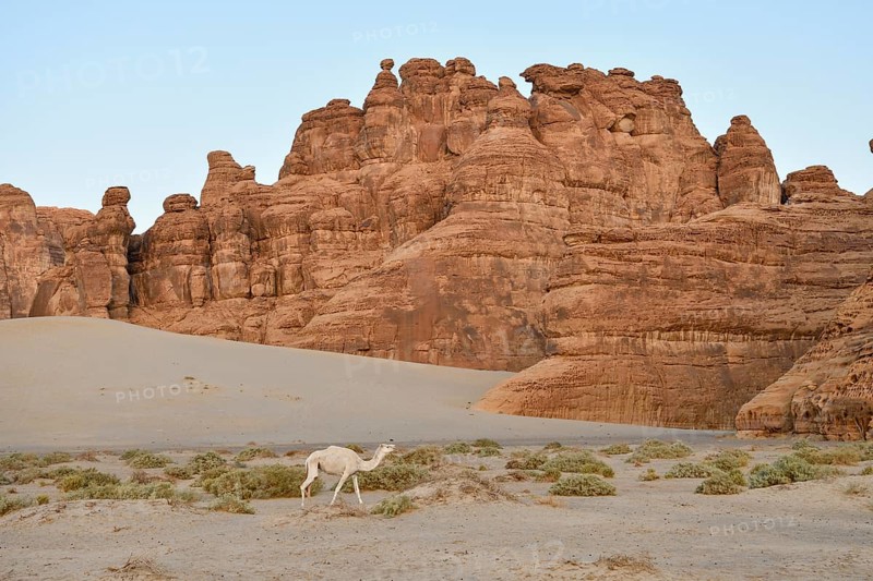 White dromedary in the Ashar Valley, near AlUla, Medina Province, Saudi Arabia, Arabian Peninsula, Asia