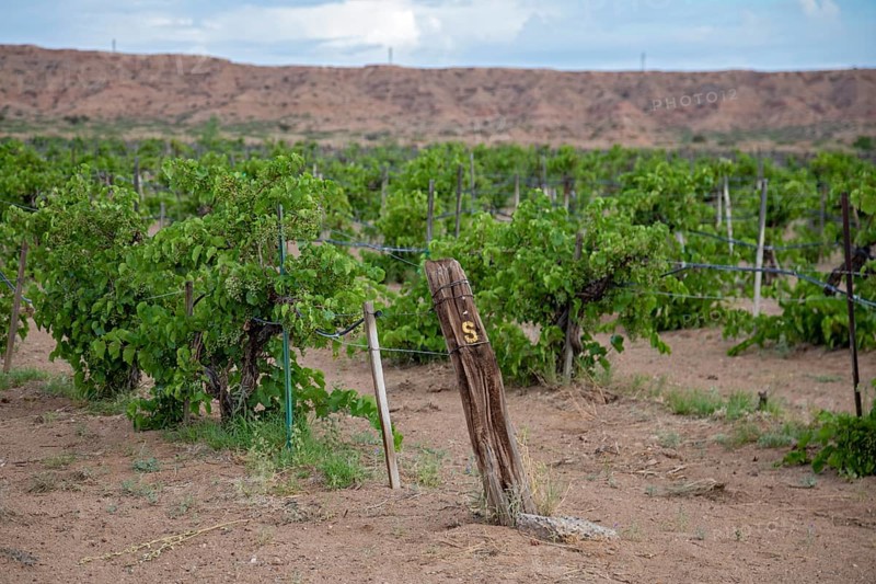 Belen, New Mexico, A vineyard in the New Mexico desert belonging to Chavez Brothers Vineyard. The vineyard is irrigated with well water
