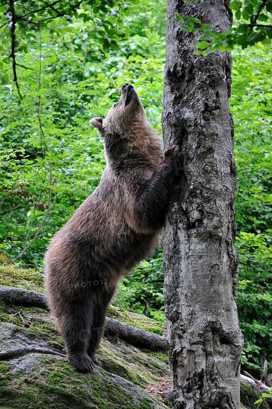 European brown bear (Ursus arctos) preparing to climb a tree in the forest, sharpening its claws on the tree trunk