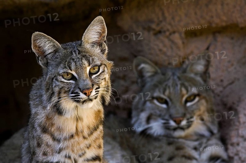 Two bobcats (Lynx rufus) (Felis rufus) resting at the mouth of the cave, native to southern Canada, North America and Mexico