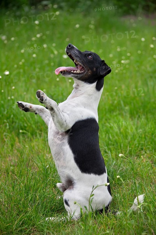 Jack Russell Terrier, pedigree dogs, terriers, domestic dogs (Canis lupus familiaris), pets, domestic animals, mammals, animals, Jack Russell Terrier sitting upright in garden
