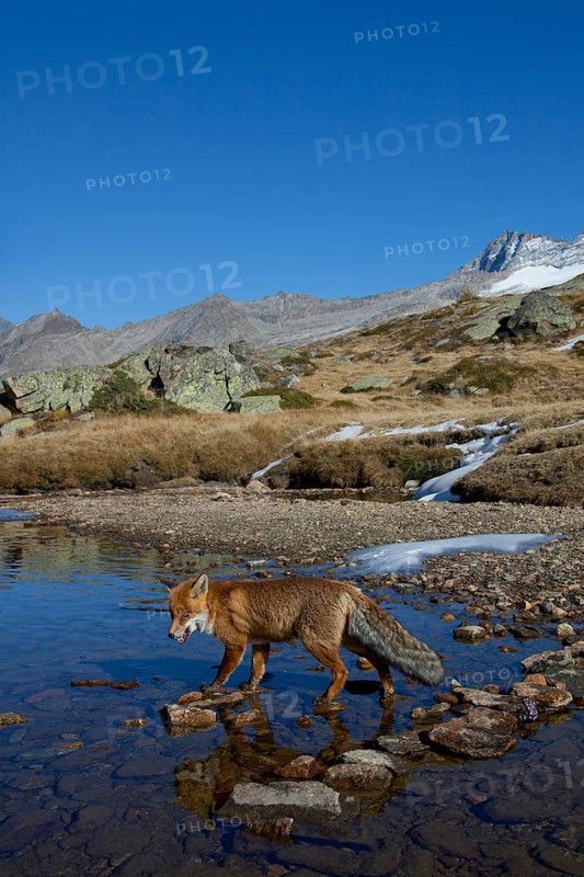 Red fox, red foxes (Vulpes vulpes), Fox, Foxes, Canines, Predators, Mammals, Animals, Red fox crossing mountain stream in the Alps, Gran Paradiso National Park, Italy, Europe