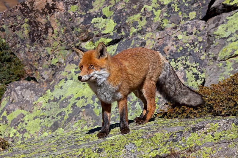 Red fox, red foxes (Vulpes vulpes), Fox, Foxes, Canines, Predators, Mammals, Animals, Red fox in the mountains of the Alps, Gran Paradiso National Park, Italy, Europe