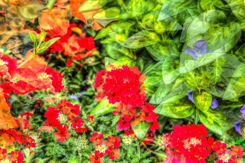 Oilpainting-like shot, various bright flowers, red and purple flowers creative, Flaming Catchfly (Kalanchoe blossfeldiana), different plants mixed, artistic shot, purple flowers alienated, plants, green leaves, periwinkle (Vinca), flower pattern, impressionistic art style, vivid spring atmosphere, allover, alienation, dense flower field, bright colours, garden, flowerbed, plants, Germany, Europe