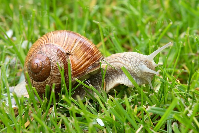 Burgundy snail (Helix pomatia), Rhineland-Palatinate, Germany, Europe