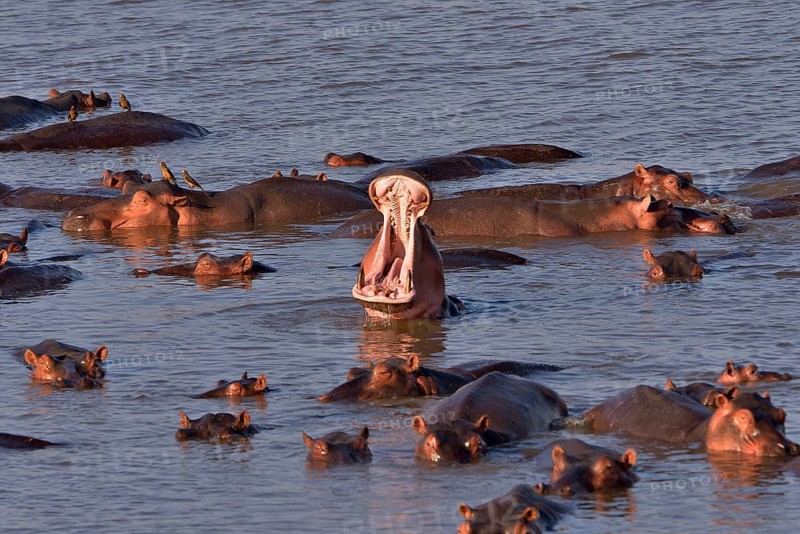 Hippos (Hippopotamus amphibius) in the Luangwa River, South Luangwa National Park, Zambia, Africa
