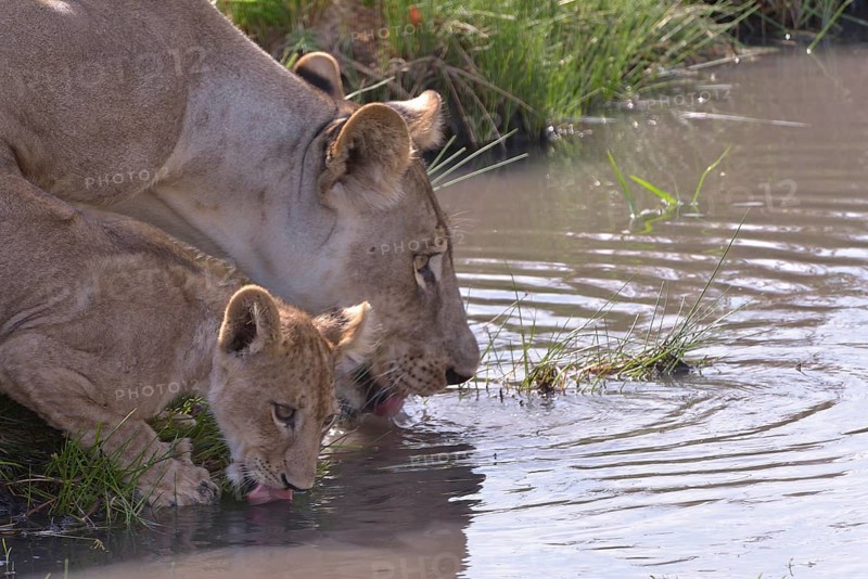 Lion (Panthera leo) drinking, young with mother, Nsefu sector, South Luangwa National Park, Zambia, Africa