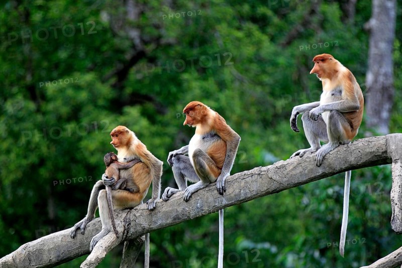 Proboscis monkeys (Nasalis larvatus), female and young, Labuk Bay, Sabah, Borneo, slender monkeys, Malaysia, Asia