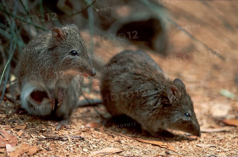 Long-nosed potoroos (Potorous tridactylus), rat kangaroos, rat kangaroos, long-nosed rabbit kangaroos