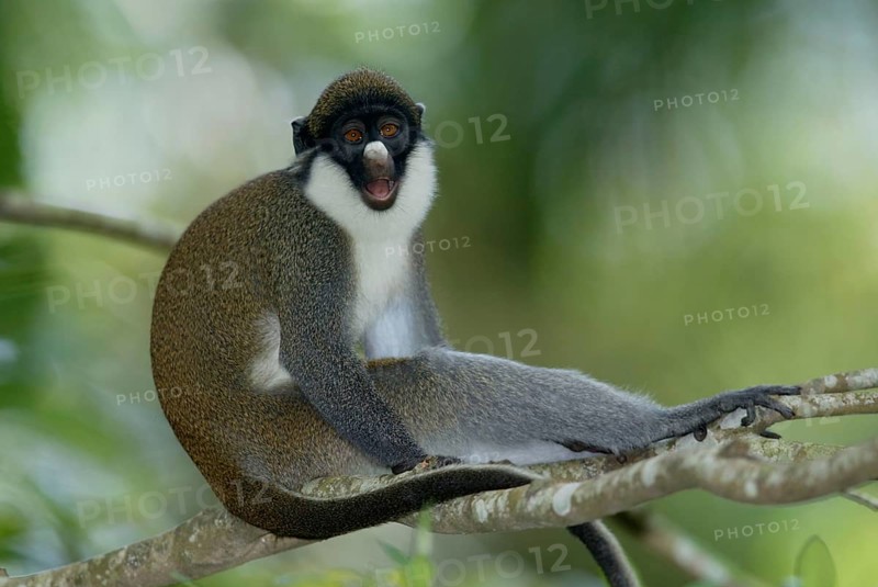 Lesser White-nosed Monkey, Kleine Weissnasenmeerkatze, Lesser White-nosed Guenon (Cercopithecus petaurista)