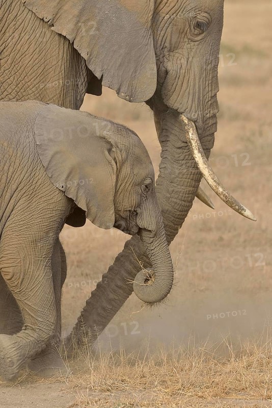 African Bush Elephants (Loxodonta africana), cow with a calf, Amboseli National Park, Rift Valley Province, Kenya, Africa