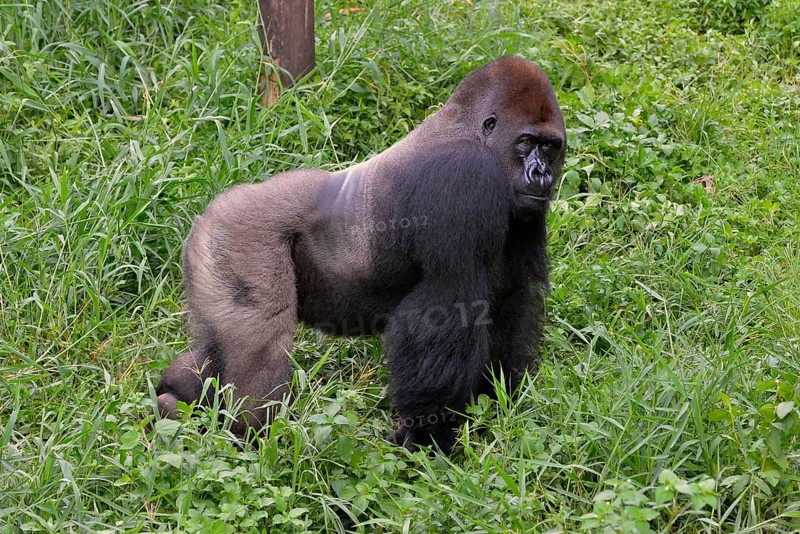 Western Lowland Gorilla (Gorilla gorilla gorilla), male, silverback, captive, South-West Region, Cameroon, Africa