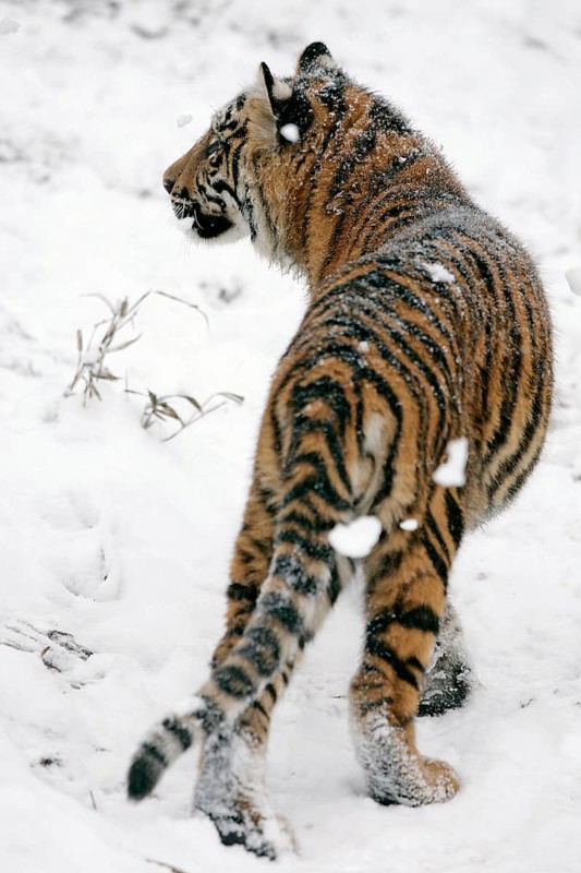 Sumatran tiger (Panthera tigris sumatrae), young