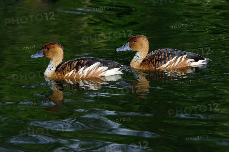 Fulvous Whistling Ducks (Dendrocygna bicolor)