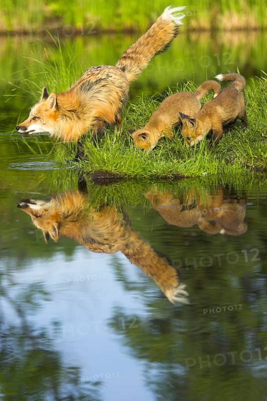 American Red Fox (Vulpes vulpes fulva) with cubs
