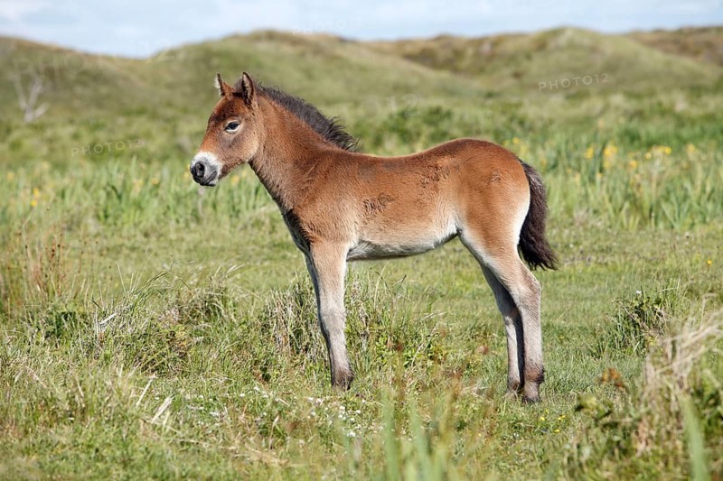 Exmoor pony, foal, sideways