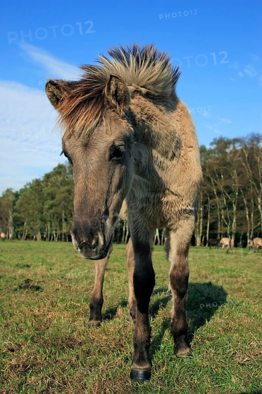 Dülmen wild horse, foal, Merfelder Bruch, Dülmen, North Rhine-Westphalia, Germany, Europe