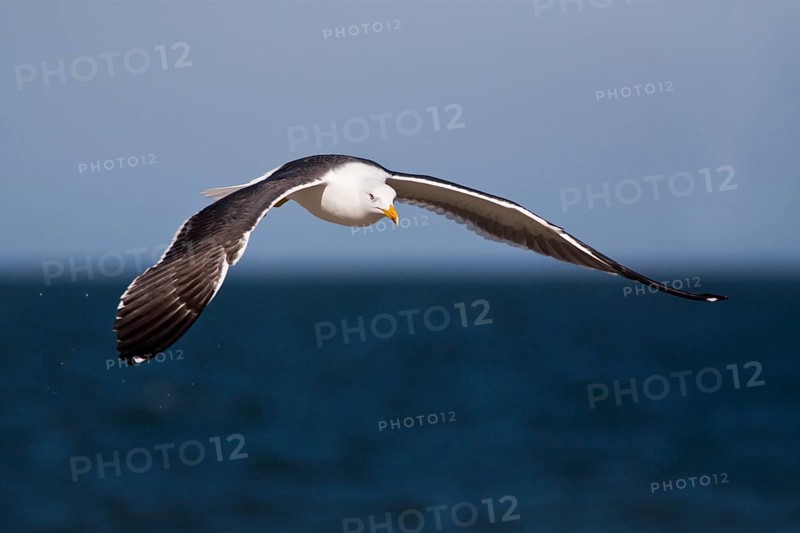 Flying Lesser black-backed gull (Larus fuscus), Helgoland, Germany, Europe