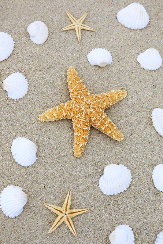 Starfish and shells in the sand