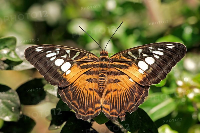 Clipper (Parthenos sylvia violacea), Malay blue, Malaysia, Asia