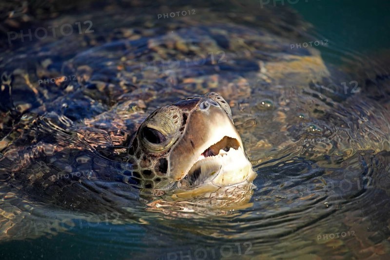 Green turtle (Chelonia mydas), Grand Cayman, Cayman Islands, Green Turtle, Caribbean, Caribbean, North America