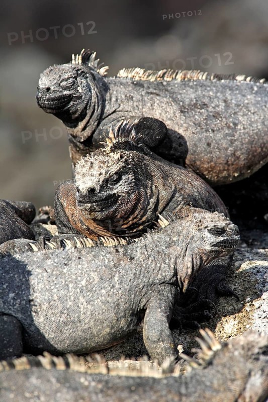 Galapagos marine iguanas (Amblyrhynchus cristatus), marine iguana, Ecuador, South America