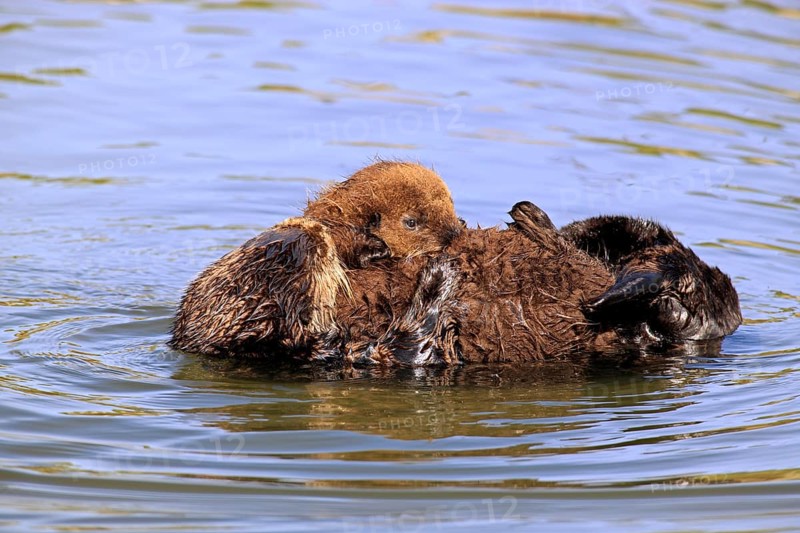 Sea Otter (Enhydra lutris) with young, California, USA, North America