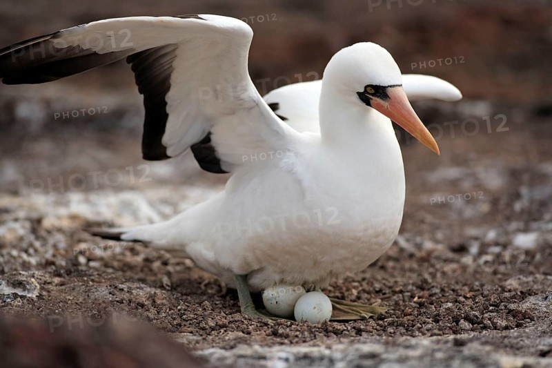 Masked booby (Sula dactylatra) on nest with clutch, Galapagos Islands, Ecuador, Masked Booby, South America