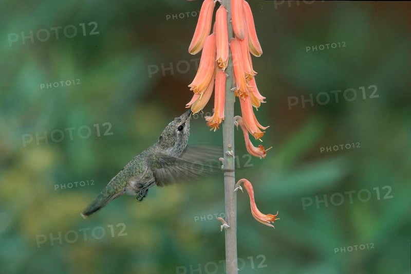 Anna's hummingbird (Calypte anna), young male, Sonora Desert, Arizona, page, USA, North America