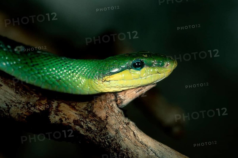 Red-tailed green rat snake (Gonyosoma oxycephala) (Elaphe oxycephala)