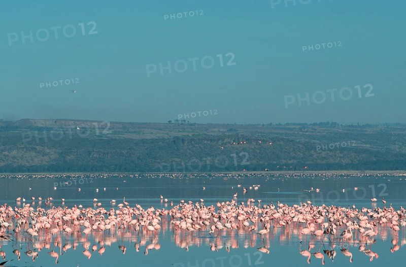 Lesser Flamingos (Phoeniconaias minor) at lake Nakuru, Nakuru national park, Kenya, Africa