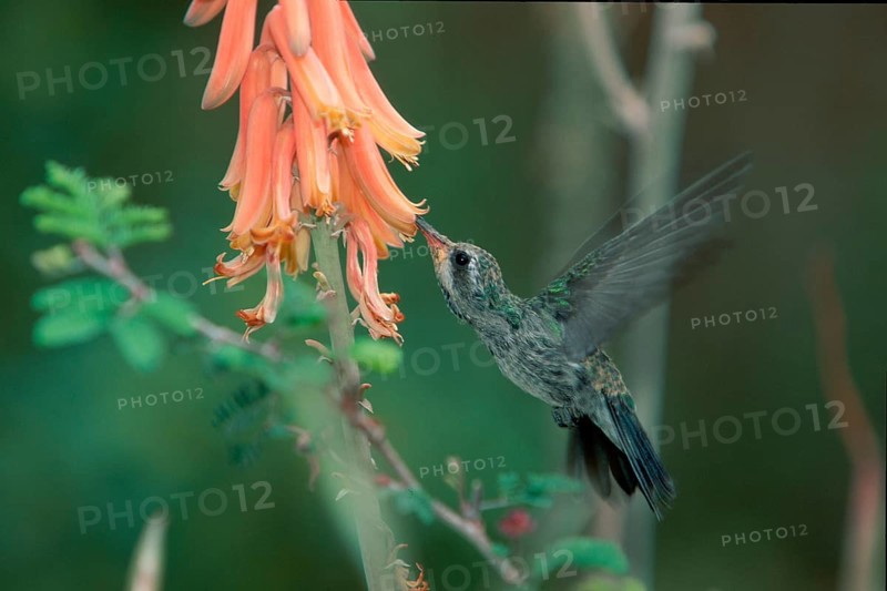 Broad-billed Hummingbird (Cynanthus latirostris), female Sonora desert, Arizona, USA, side, North America