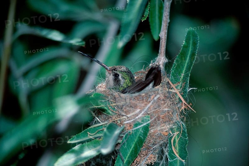 Broad-billed hummingbird (Cynanthus latirostris) on nest, Sonoran Desert, Arizona, page, USA, North America