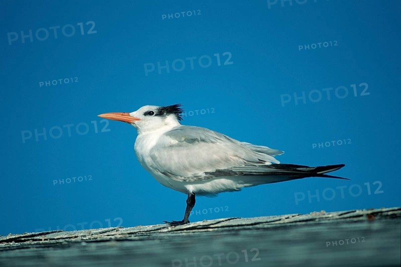 Royal tern (Thalasseus maximus) Sanibe, Page, Iceland, USA, Europe