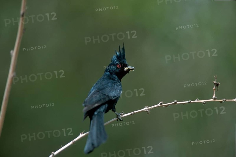 Painopeple (Phainopepla nitens) Sonora desert, Arizona, USA, North America